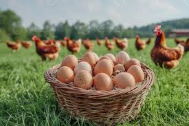 Silver Springs Ranch Organic Pastured Eggs